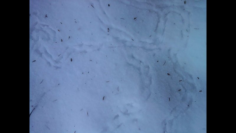 Peace of White